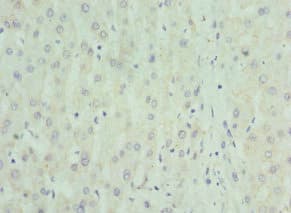 NRBF2 Antibody