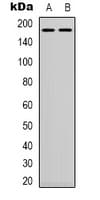 EGFR Antibody (C-Terminus)