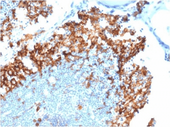 IL3RA / CD123 Antibody (clone IL3RA/1531, Azide-free, BSA-free)