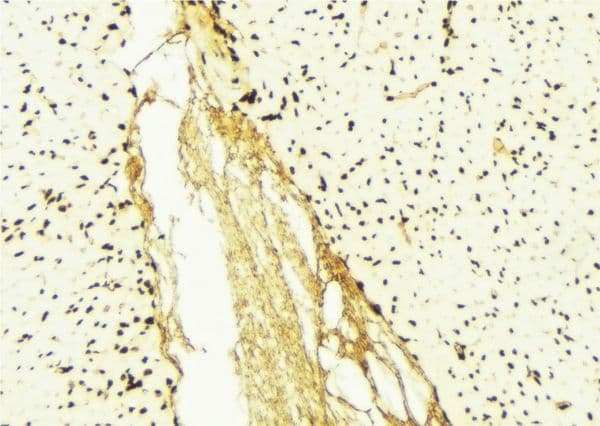 EEF1A1 Antibody
