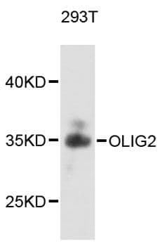 OLIG2 Antibody