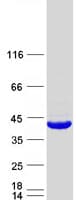 Human FAM118A Protein (Recombinant Myc-DDK (Flag))