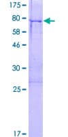 Human FEZL / FEZF2 Protein (Recombinant GST)