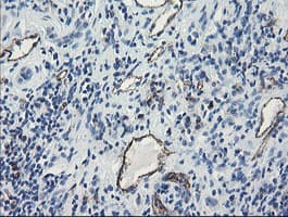 PECAM-1 / CD31 Antibody (clone OTI2A4, Carrier-free)