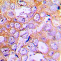 ACTB / Beta Actin Antibody (N-Terminus)