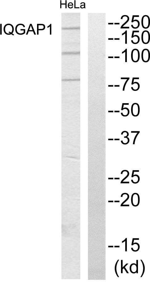 IQGAP1 Antibody