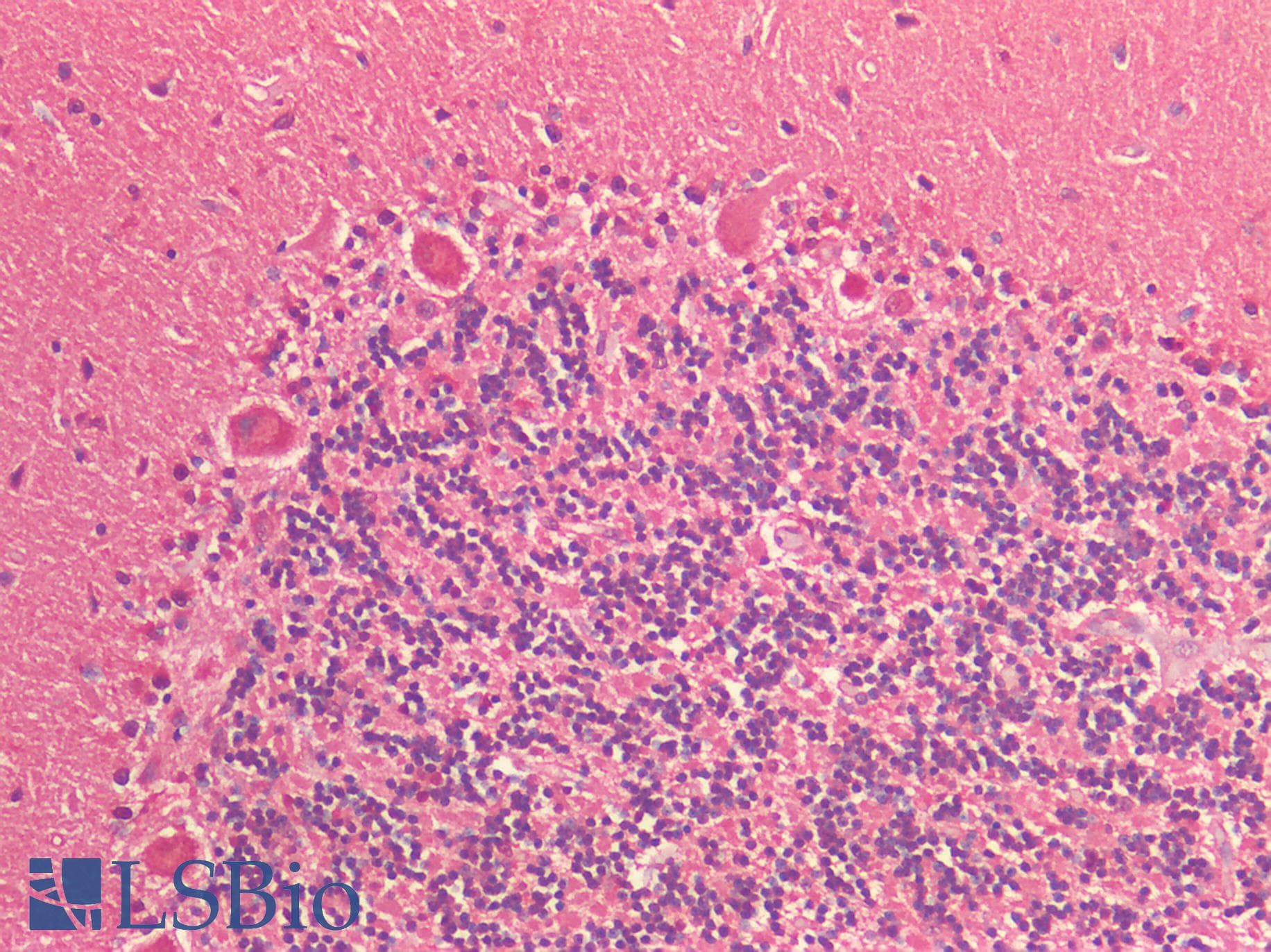 IHC-plus™ GFRA3 Antibody