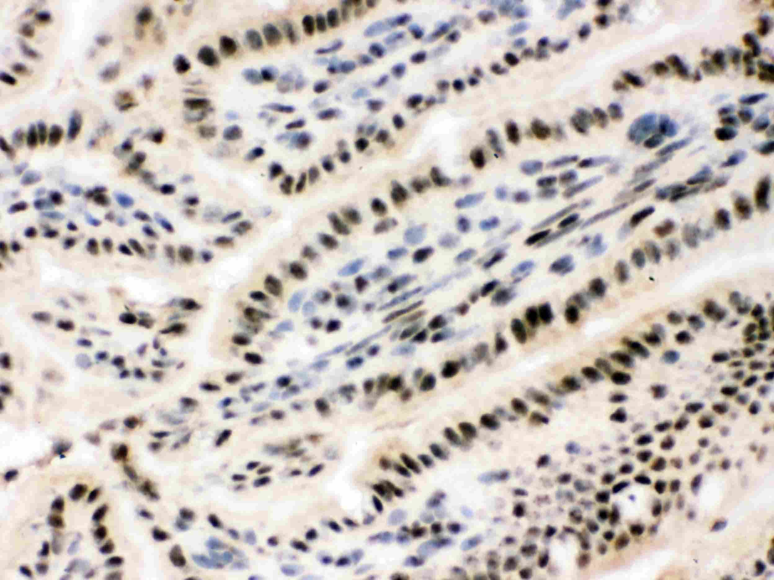 RBBP4 / RBAP48 Antibody (aa395-425)