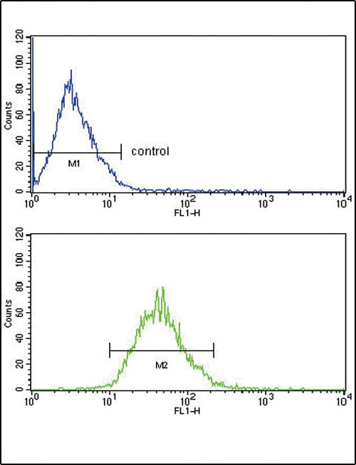 Polyclonal Rabbit anti-Human LDLR / LDL Receptor Antibody (aa391-419, WB)