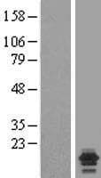 NDUFA7 Protein (Over-Expression Lysate Myc-DDK (Flag))