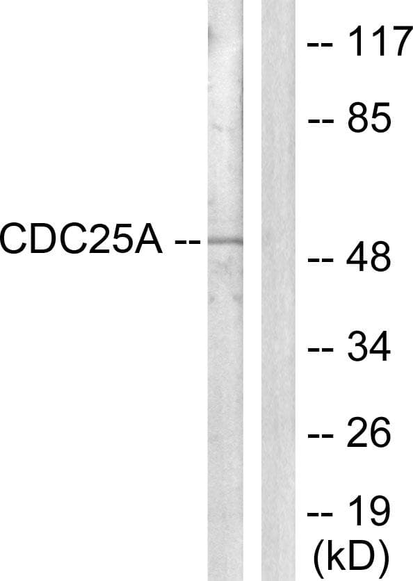 CDC25A Antibody (p124)