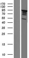 SH3D19 Protein (Over-Expression Lysate Myc-DDK (Flag))