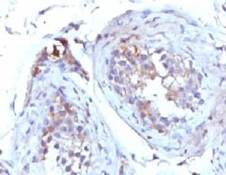 SHBG Antibody (clone TTEB3)