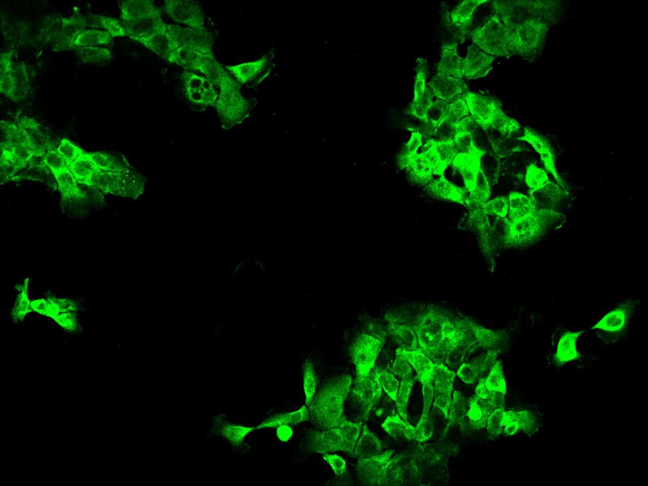 DYNC1LI1 Antibody
