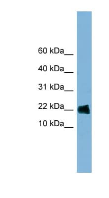 GOLGA7 Antibody (aa71-120)