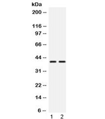GLRX3 / Glutaredoxin 3 Antibody