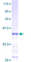 Human CXCL9 / MIG Protein (Recombinant GST)