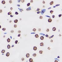 PUF60 Antibody