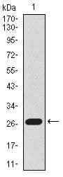 BPIFB1 Antibody (Amino Acid: 248-475, clone 1F11E3)