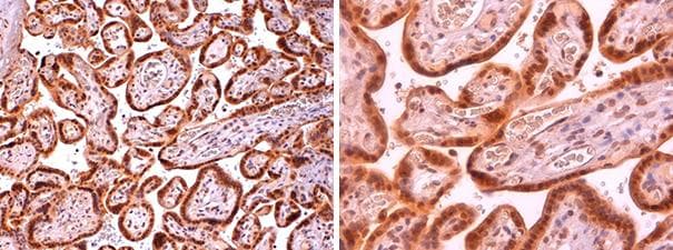 LGALS13 / Galectin 13 Antibody