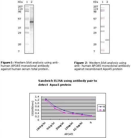 Monoclonal Mouse anti-Human Apolipoprotein A-V Antibody (clone 2G1H11, 1F1E8, WB)