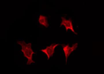 Polyclonal Rabbit anti-Human GJC3 / GJE1 Antibody (IF, WB)