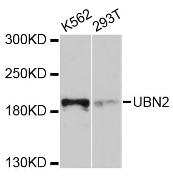 UBN2 Antibody