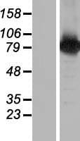BRAT1 / BAAT1 Protein (Over-Expression Lysate Myc-DDK (Flag))