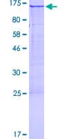 Human DDX24 Protein (Recombinant GST)