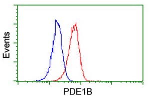PDE1B Antibody (clone OTI6E4)