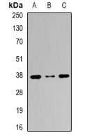 GLRX3 / Glutaredoxin 3 Antibody