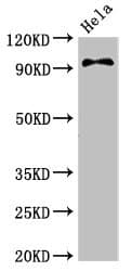 Polyclonal Rabbit anti-Human PIK3C3 / VPS34 Antibody (IHC, WB)