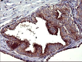 SCAMP2 Antibody (clone OTI1H7)