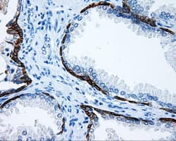 MCL1 / MCL 1 Antibody (clone OTI10F6)