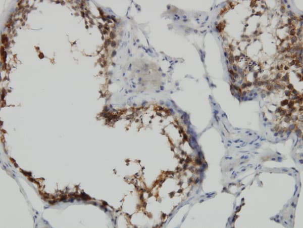 POMZP3 Antibody (clone 2E7)