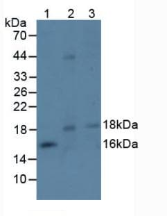 EFNA4 / Ephrin A4 Antibody (aa1-206)