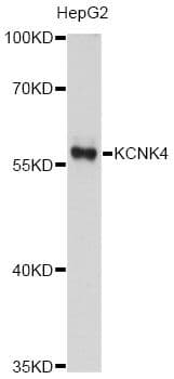 KCNK4 / TRAAK Antibody