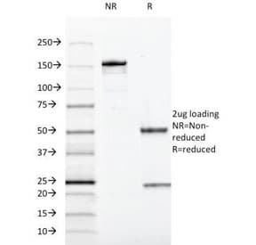 SOX10 Antibody (clone SOX10/991)
