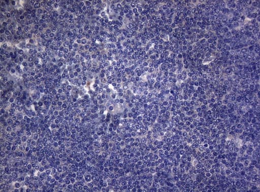 RAB3A Antibody (clone OTI1G3)