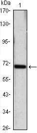 HSPA4 / APG-2 Antibody (clone 5A6)