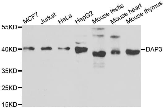 DAP3 Antibody (AP)