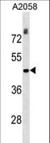 Polyclonal Rabbit anti-Human THOC3 Antibody (aa71-98, WB)