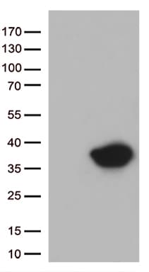 STX1A / Syntaxin 1A Antibody (clone OTI1D8, Carrier-free)