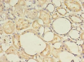 MAS1 / MAS Antibody (aa285-352, Biotin)