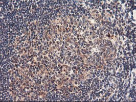 NLN / Neurolysin Antibody (clone OTI3A12)