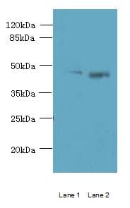 CCNJL Antibody