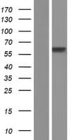 POLL / DNA Polymerase Lambda Protein (Over-Expression Lysate Myc-DDK (Flag))