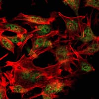 ESET / SETDB1 Antibody (clone 5H6A12)