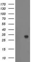 ZFAND2B Antibody (clone OTI3A5)