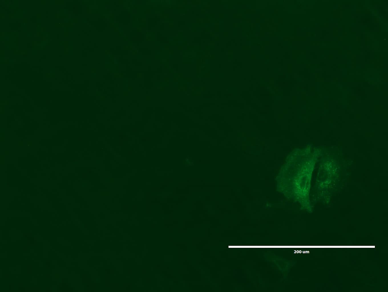 Monoclonal Mouse anti-Human GPR49 / LGR5 Antibody (clone UMAB212, Carrier-free, aa22-543, IHC, IF, WB)